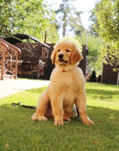 Цуценята Ховаварта