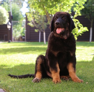 Цуценята Ховаварта