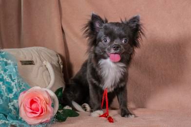 Цуценя чихуахуа рідкісного блакитного окрасу! Дівчинка, 6 міс