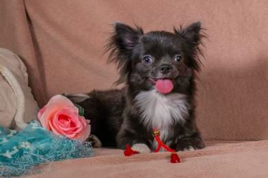 Цуценя чихуахуа рідкісного блакитного окрасу! Дівчинка, 6 міс