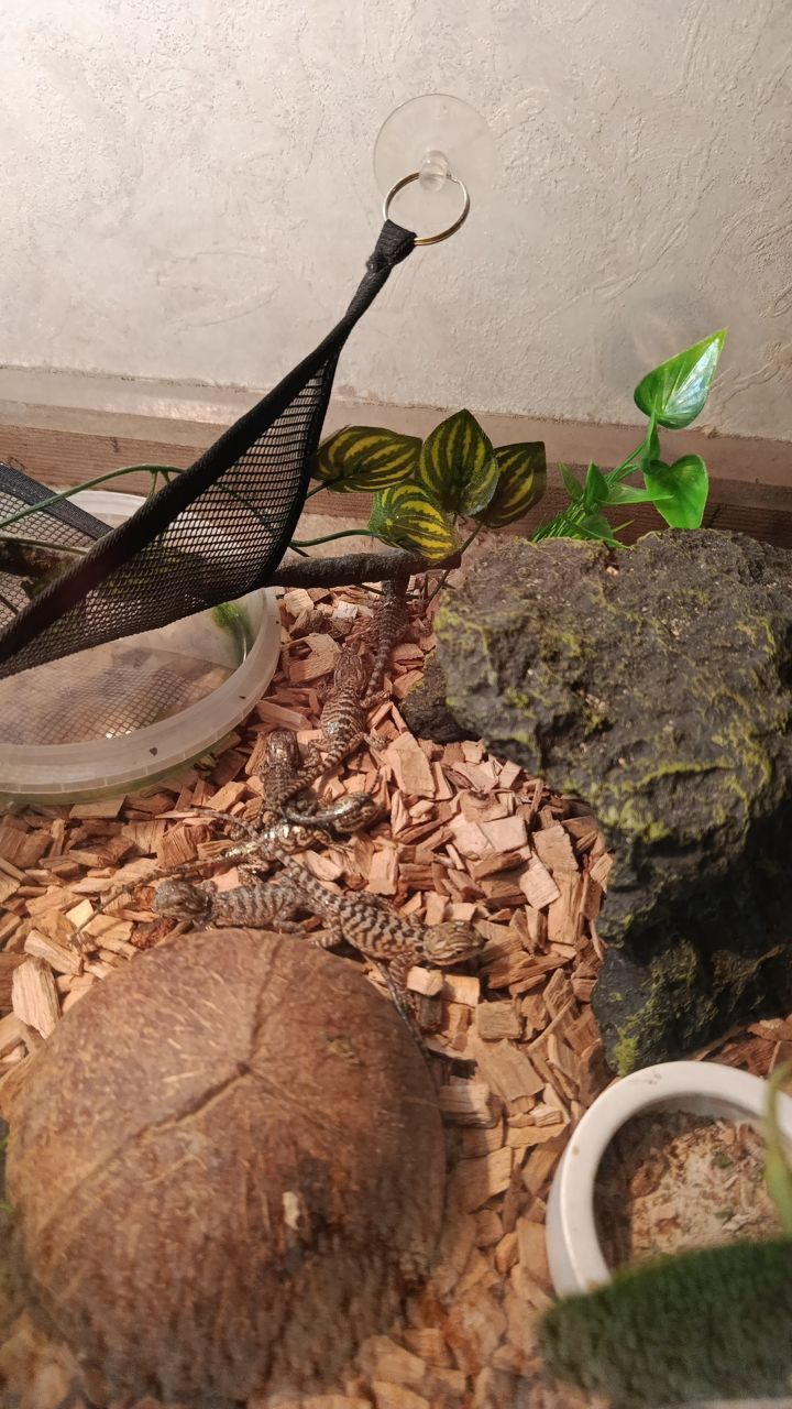 Бородатая агама