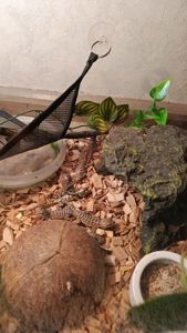 Бородатая агама