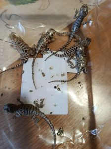 Бородатая агама