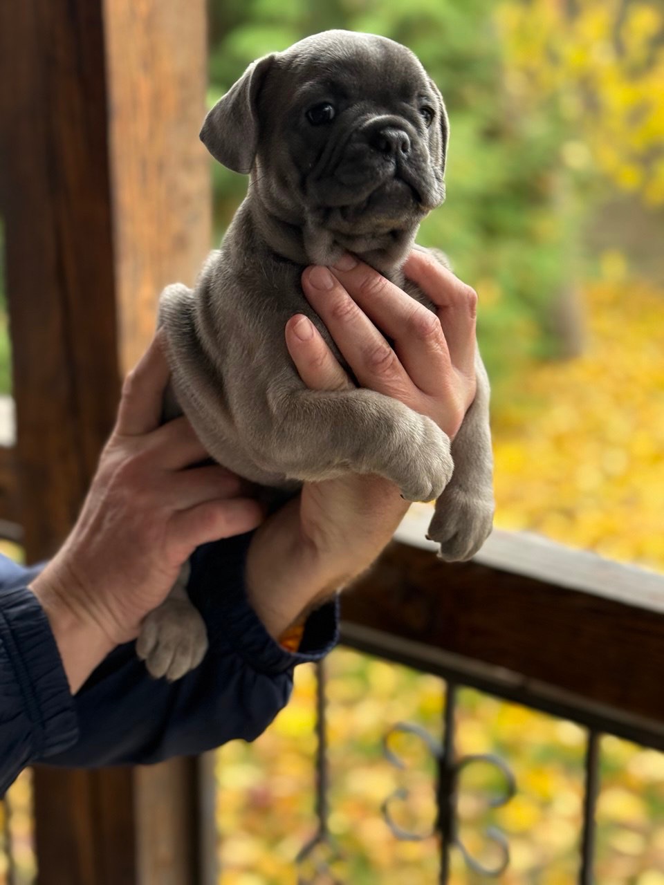 Цуценята, французький бульдог