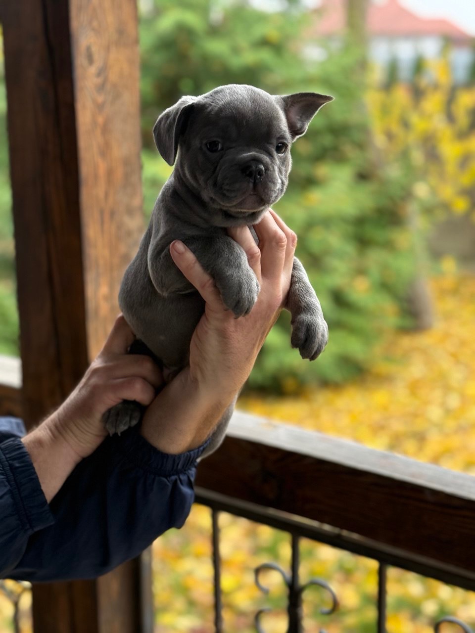 Цуценята, французький бульдог