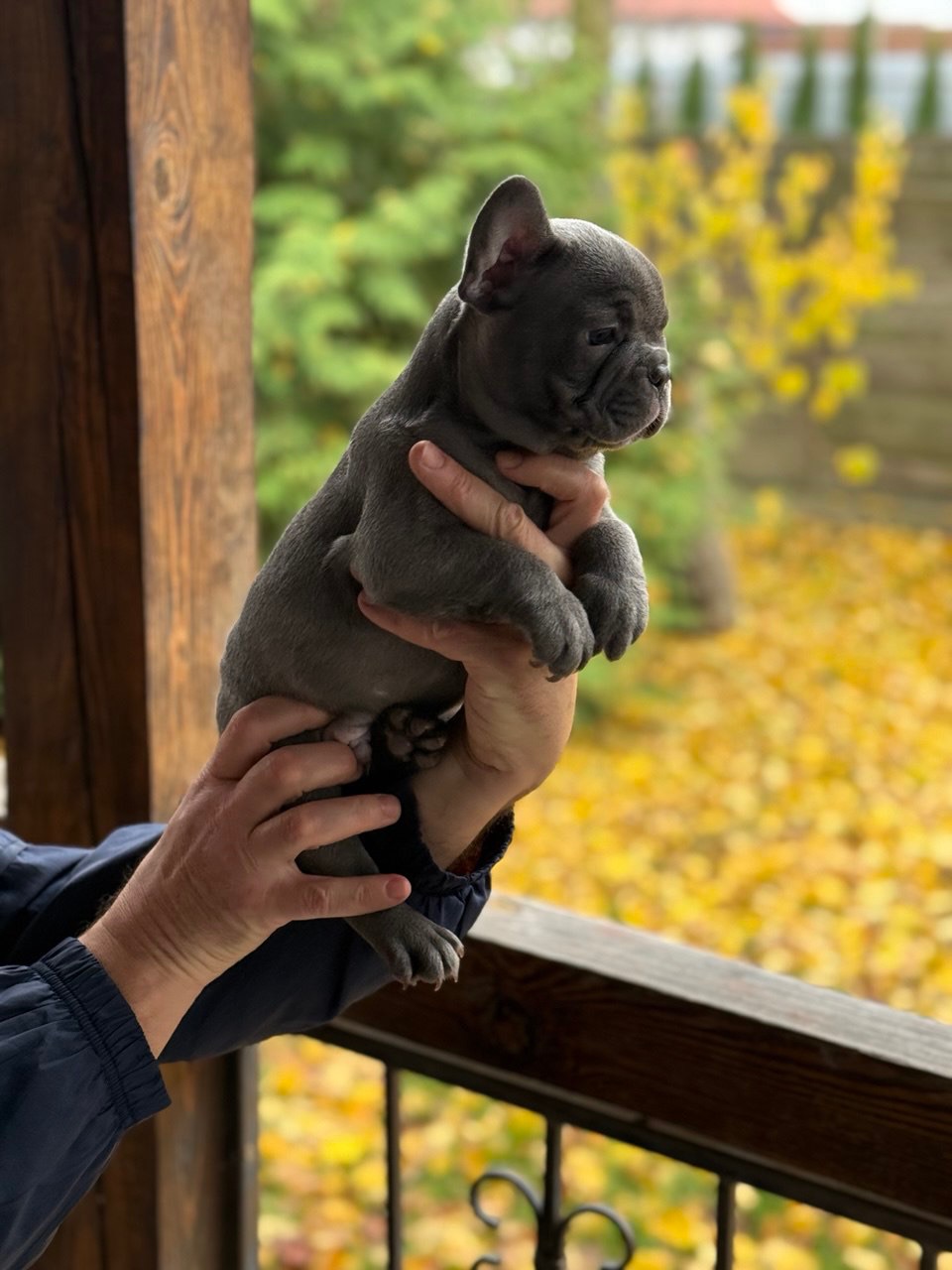 Цуценята, французький бульдог
