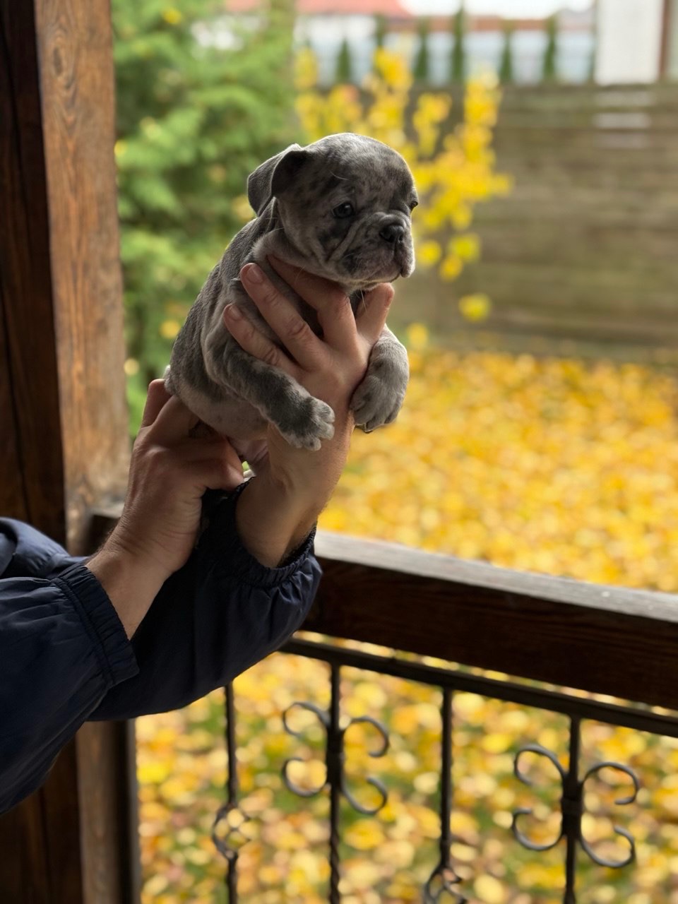 Цуценята, французький бульдог