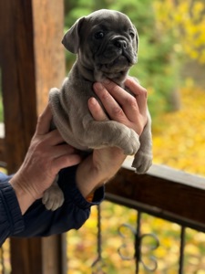 Цуценята, французький бульдог