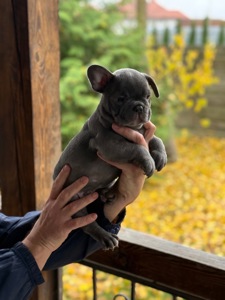 Цуценята, французький бульдог