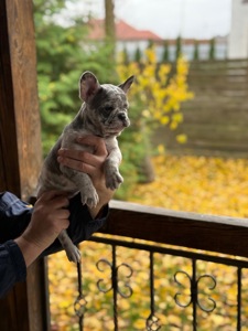 Цуценята, французький бульдог