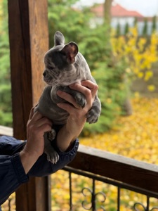 Цуценята, французький бульдог