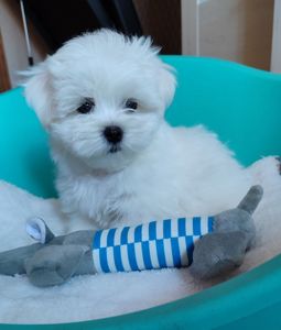 Цуценята мальтезе хлопчики