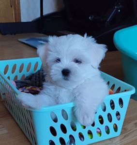 Цуценята мальтезе хлопчики