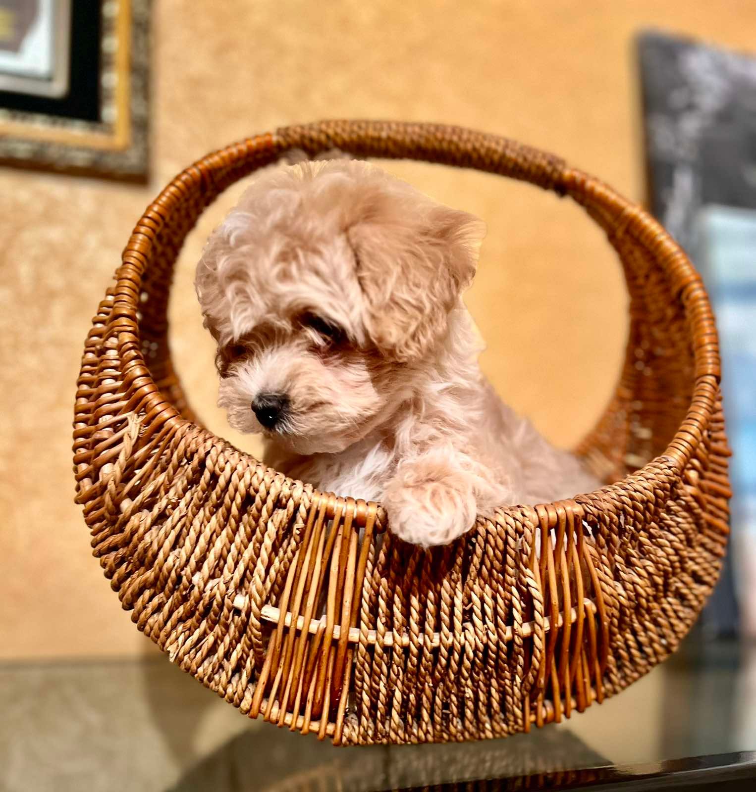 Мальтіпу дівчинка