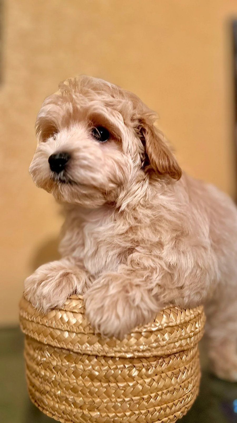 Мальтіпу дівчинка