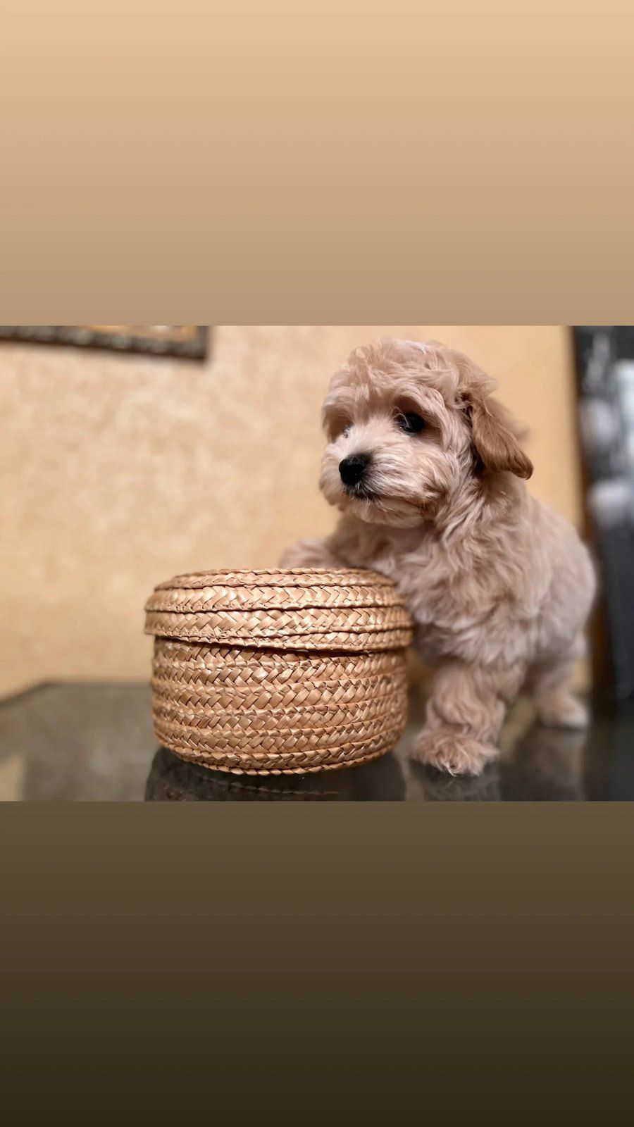 Мальтіпу дівчинка