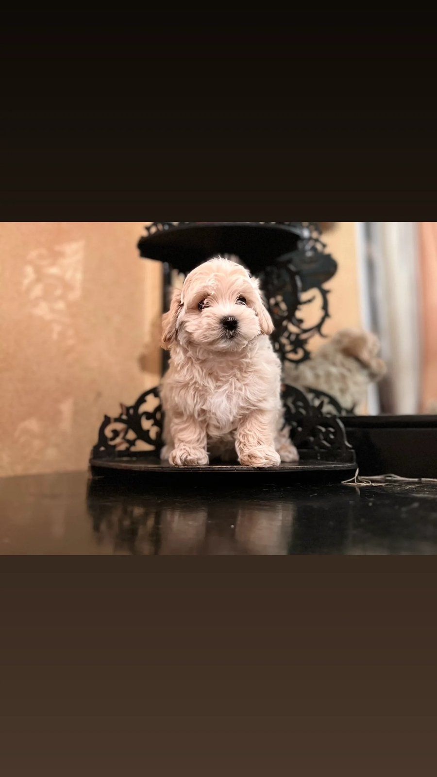 Мальтіпу дівчинка