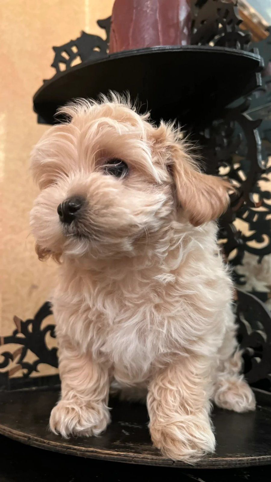 Мальтіпу дівчинка