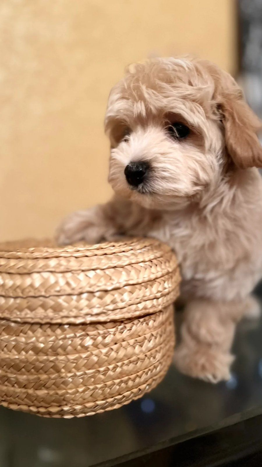 Мальтіпу дівчинка