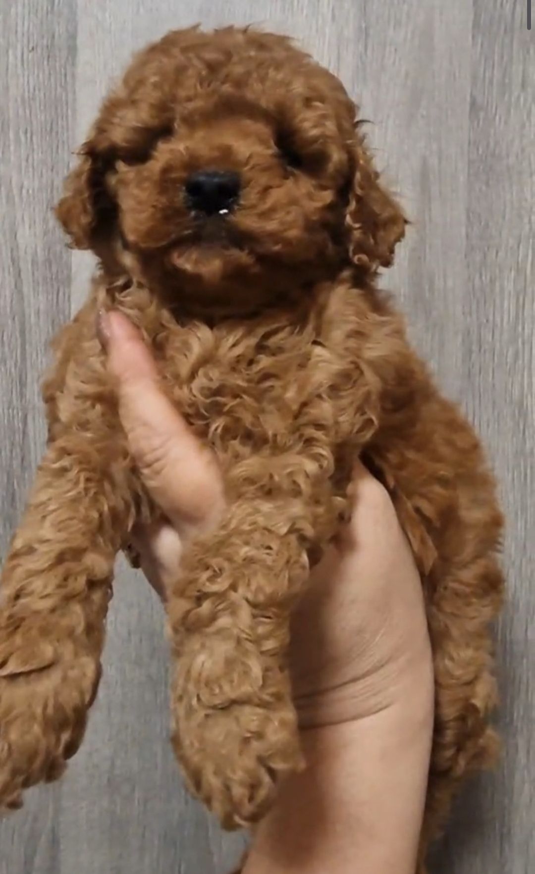 Щенки той пудель