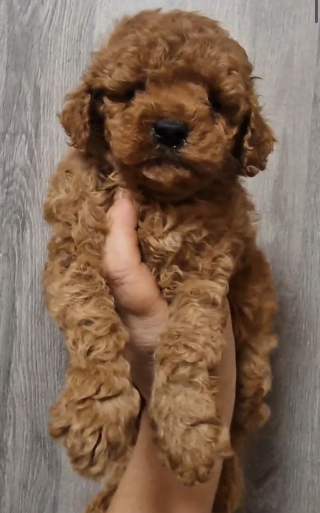 Щенки той пудель