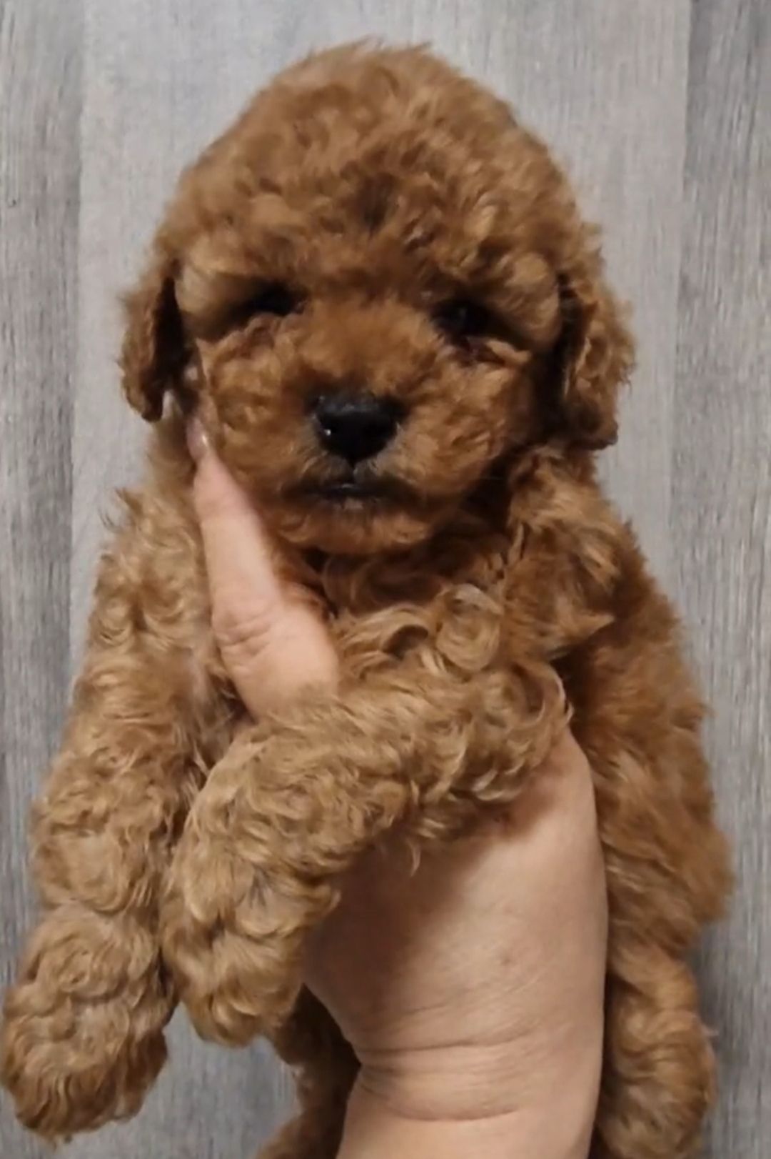 Щенки той пудель