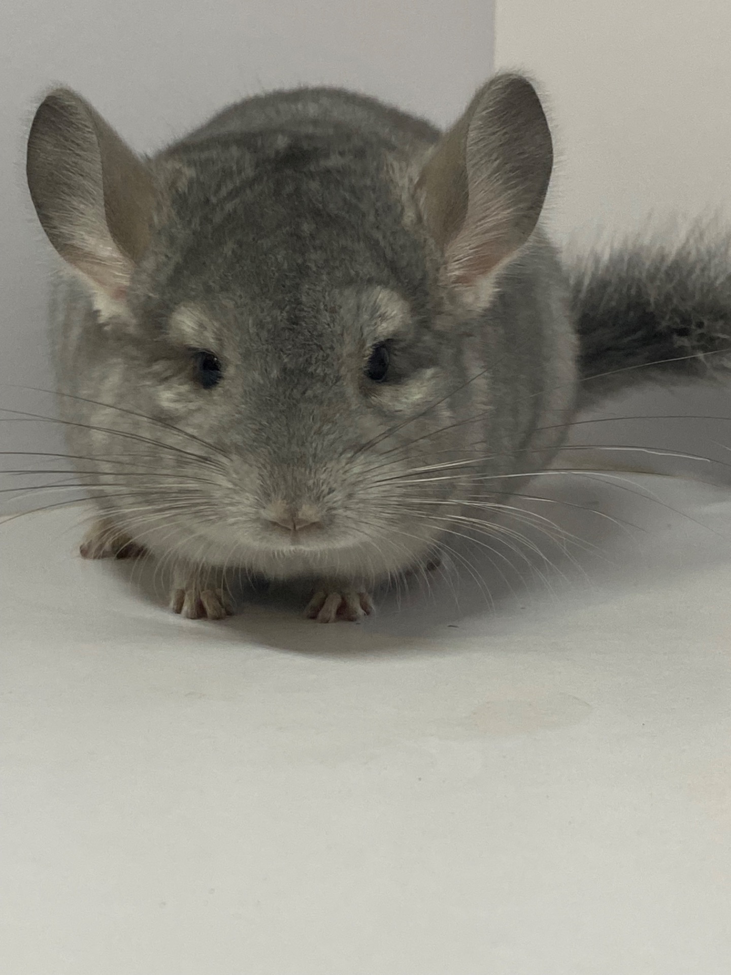 Шиншилла сапфир