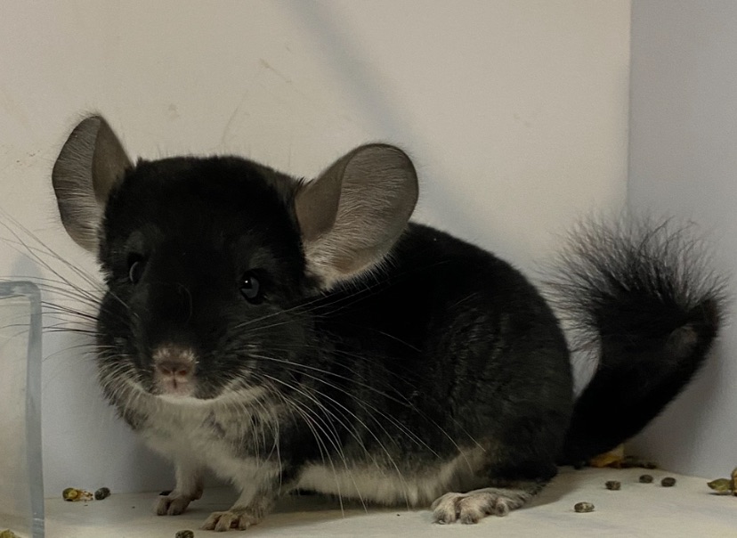 Шиншилла сапфир