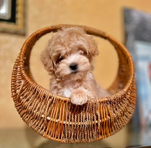 Мальтіпу дівчинка