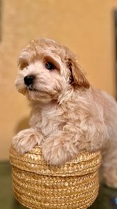 Мальтіпу дівчинка