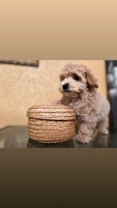 Мальтіпу дівчинка