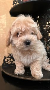 Мальтіпу дівчинка