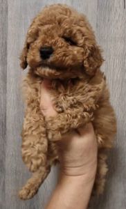 Щенки той пудель