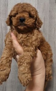 Щенки той пудель