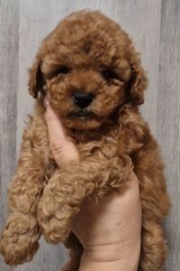 Щенки той пудель