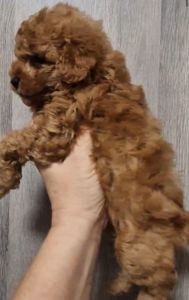 Щенки той пудель