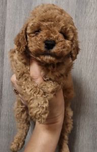 Щенки той пудель