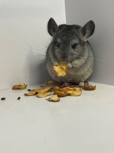 Шиншилла сапфир