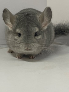 Шиншилла сапфир