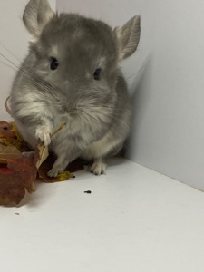 Шиншилла сапфир