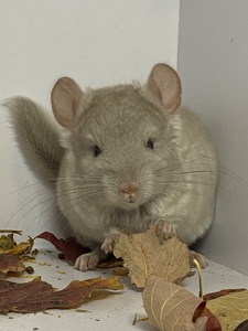 Шиншилла сапфир