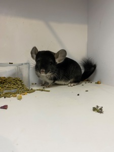 Шиншилла сапфир