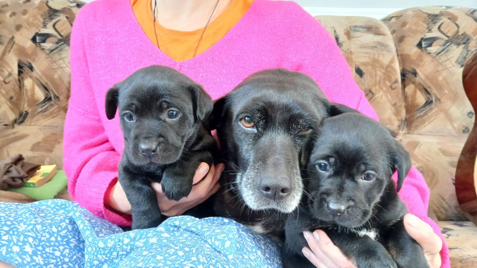 Метисы таксы и гончей