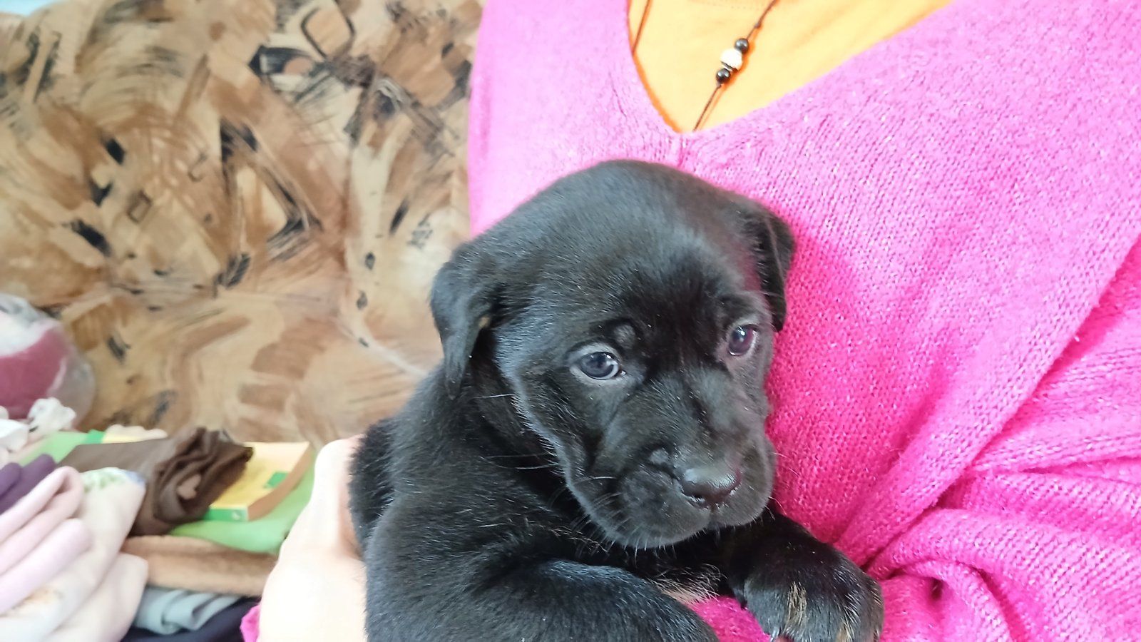 Метисы таксы и гончей