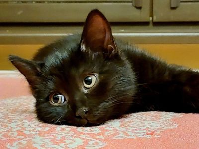 Дуже Крупне Чорне Норкове Кошеня вік 2 місяці