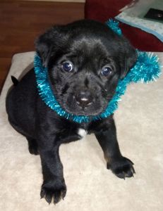 Метисы таксы и гончей