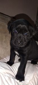 Метисы таксы и гончей