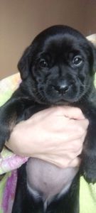 Метисы таксы и гончей