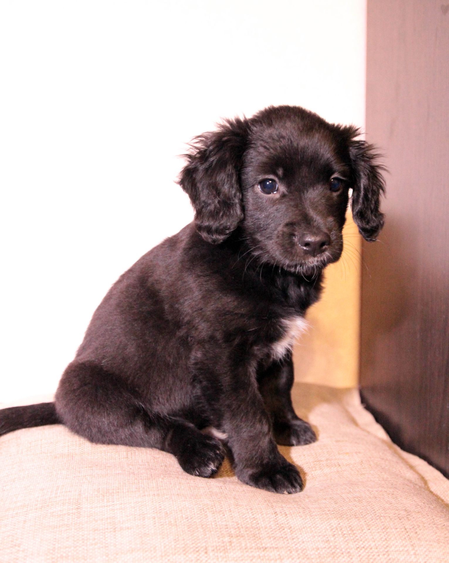 Домашня улюблениця