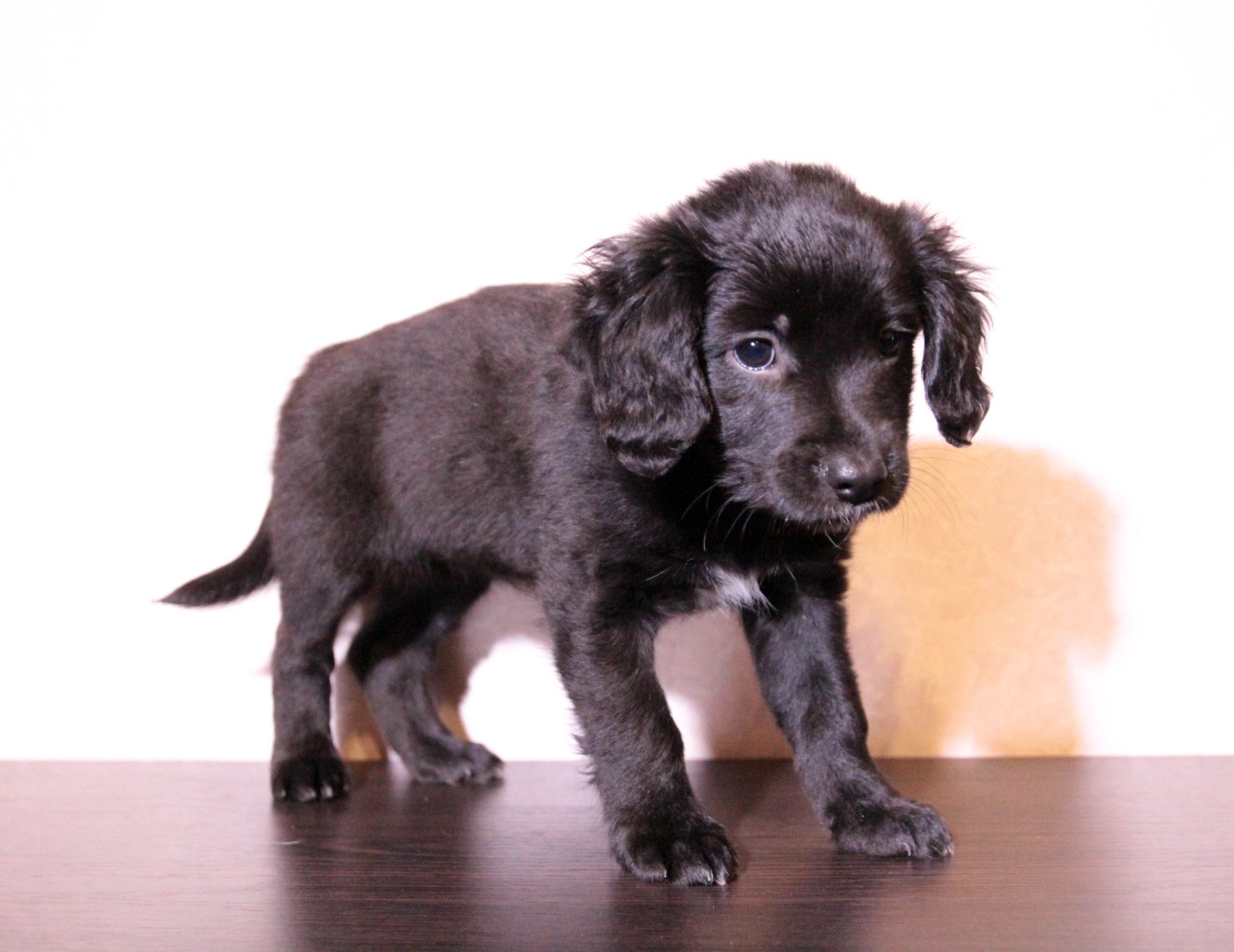 Домашня улюблениця